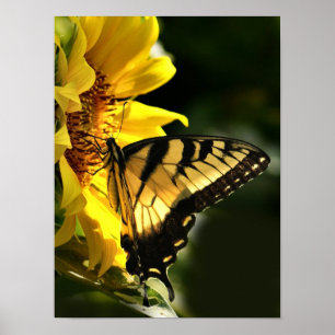 Póster Tigre Swallowtail