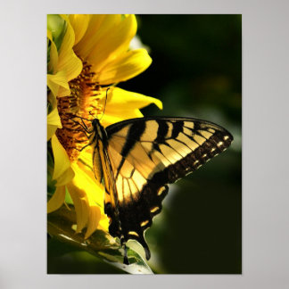Póster Tigre Swallowtail