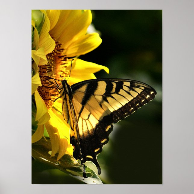 Póster Tigre Swallowtail (Frente)
