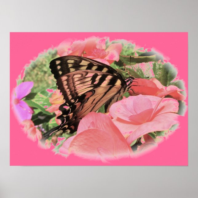 Poster Tigre Swallowtail (Frente)