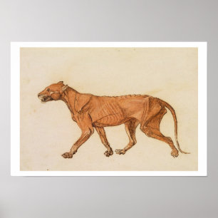 Poster Tigre, Vista Lateral, Remoção da Pele, de 'A Compa