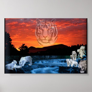 Poster tigres brancos