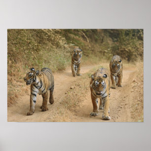 Póster Tigres de Bengal reais na trilha, Ranthambhor 4