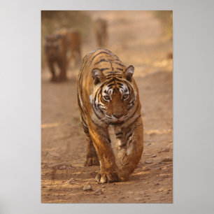 Poster Tigres de Bengala reais na pista, Ranthambhor