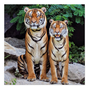 Póster Tigres, macho e fêmea,