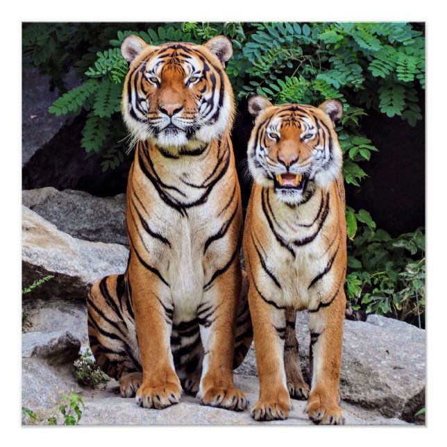 Póster Tigres, macho e fêmea, (Frente)