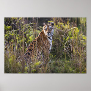 Póster Tigresa de Bengala em grama alta, tentando caçar,