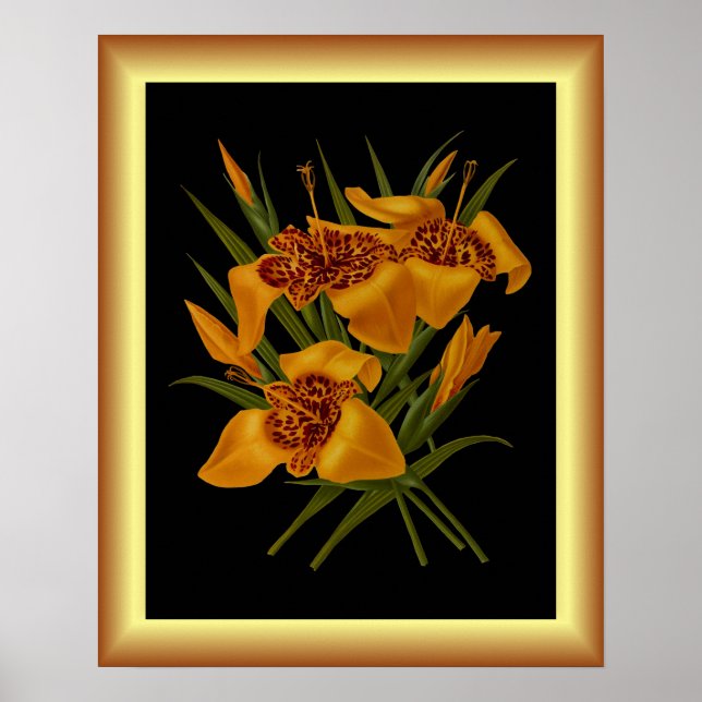 Poster Tigridia Conchiplora Var Canariensis ~ Botânica (Frente)