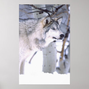 Poster Timber Wolf, Canis lupus, Movie Animal Utah)