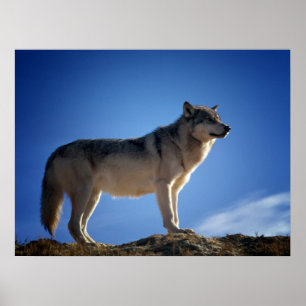 Poster Timber Wolf in Montana - Big Sky Country