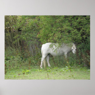 Poster tímido do cavalo branco