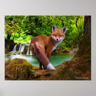 Poster "Tímido Pequeno Vixen"