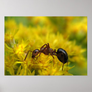 Poster Tiny Ant no Goldenrod