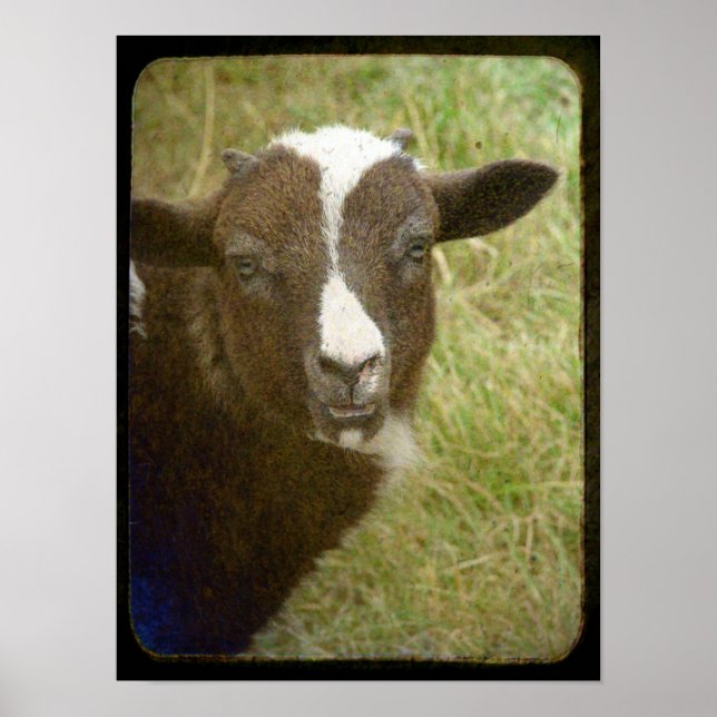Póster Tiny Jacob Ewe Lamb (Frente)
