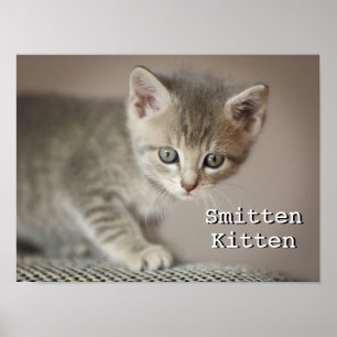 Poster Tiny Kitten