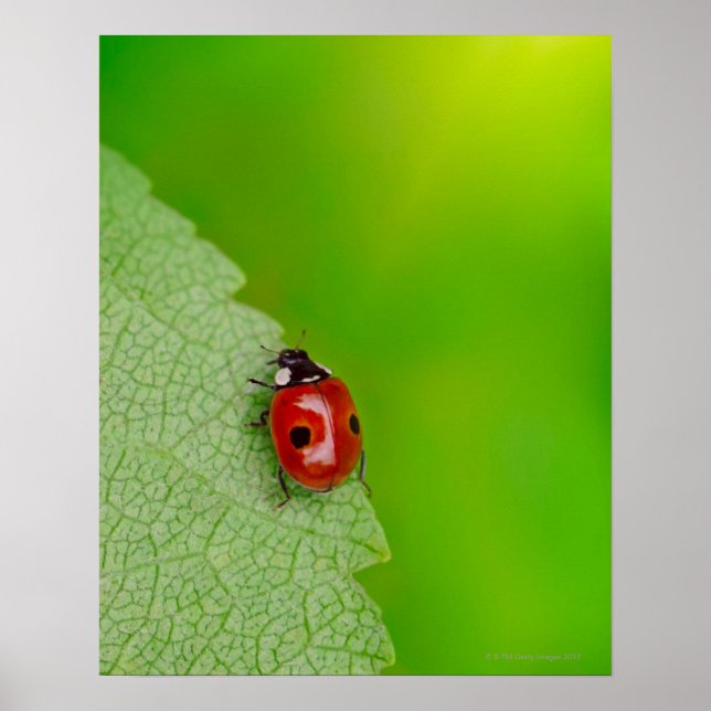 Póster Tiny Lady Bug (Frente)