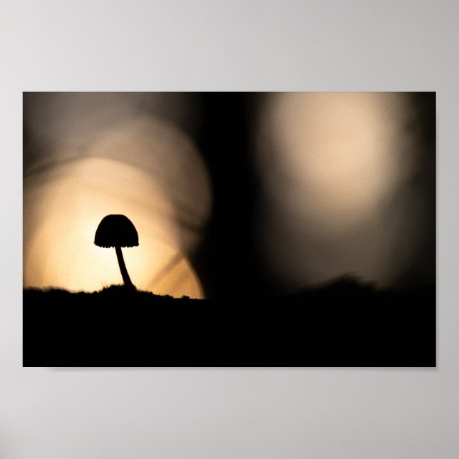 Poster Tiny Mushroom Nature Foto (Frente)