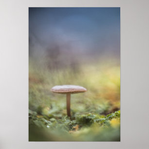 Poster Tiny Mushroom Nature Foto