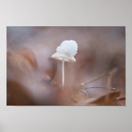 Poster Tiny Mushroom Nature Foto