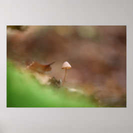 Poster Tiny Mushroom Nature Foto