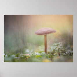 Poster Tiny Mushroom Nature Foto