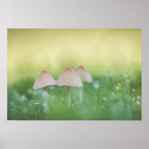 Poster Tiny Mushrooms Nature Photo