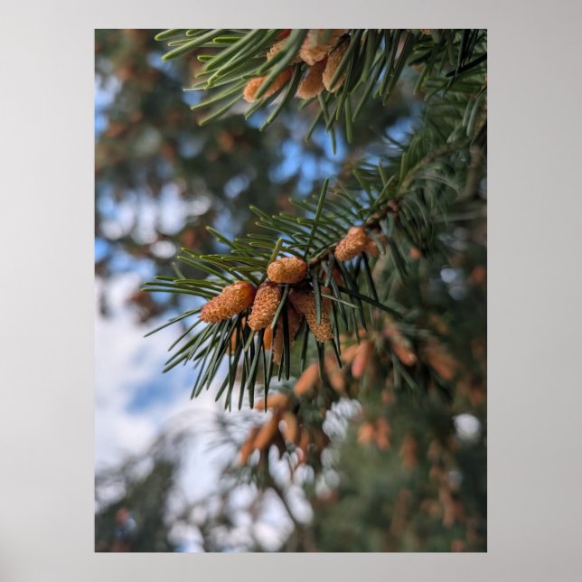 Poster Tiny Pine Cones (Frente)