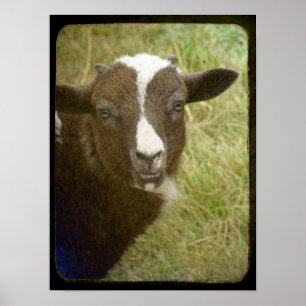 Póster Tiny the Jacob Ewe Lamb