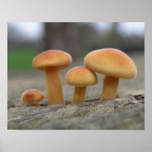 Poster Tiny Toadstools Macro Print