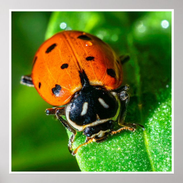 Poster Tiny Traveler: Ladybug on a Leaf (Frente)