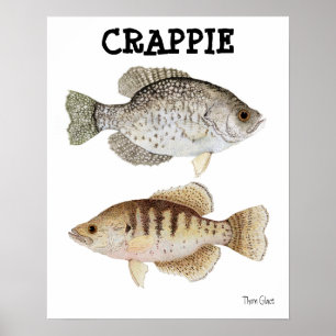 Póster Tipo de peixe