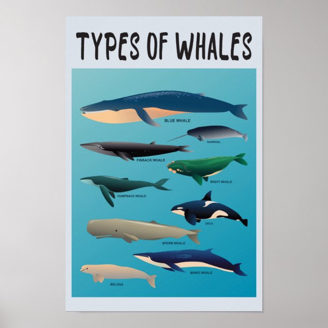 Poster Tipos De Baleias Variedade Mamífera Oceânica (Frente)