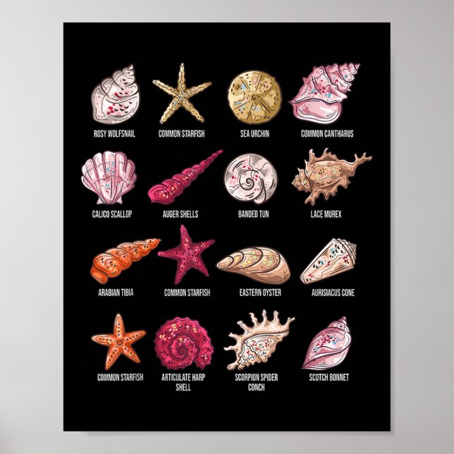 Poster Tipos De Conchas De Prateleiras De Prateleiras (Frente)