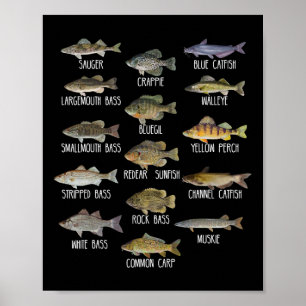 Poster Tipos De Espécies De Peixes De Água Doce Biologia 