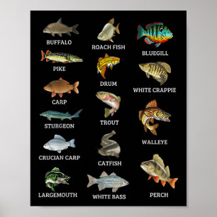 Poster Tipos De Espécies De Peixes De Água Doce Pesca Pes