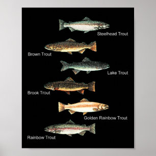 Poster Tipos de Espécies de Truta Coleção de Pesca 
