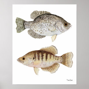 Poster Tipos de peixe pretos & brancos