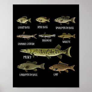 Poster Tipos de Peixes de Água Doce Espécies de Pesca