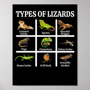 Poster Tipos de Répteis Lizard