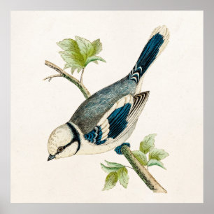 Póster Tiragem azul dos pássaros das aves canoras do