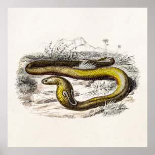 Póster Tiragem retro das cobras do cobra da cobra dos