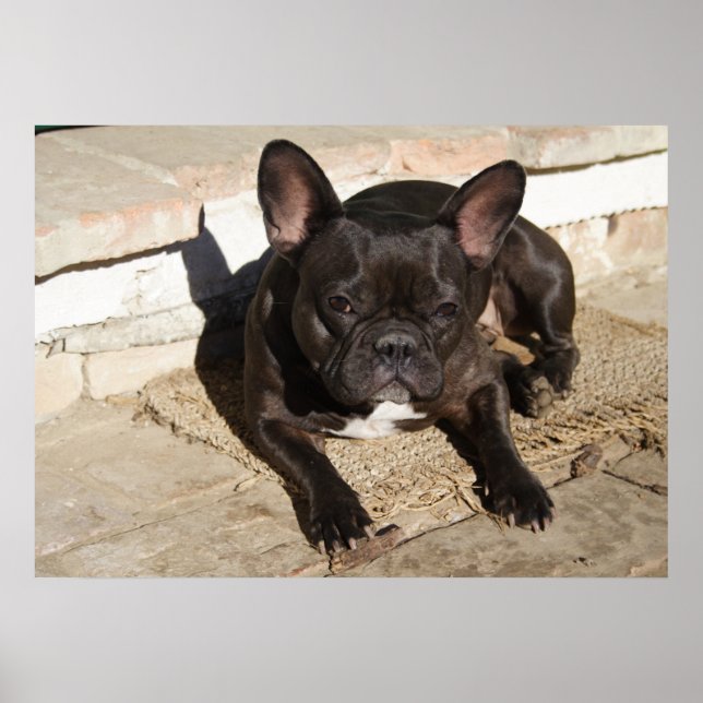 Poster Tired French Buldog (Frente)