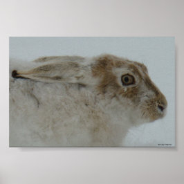 Póster Tiro na Cabeça de Lebre da Neve R11