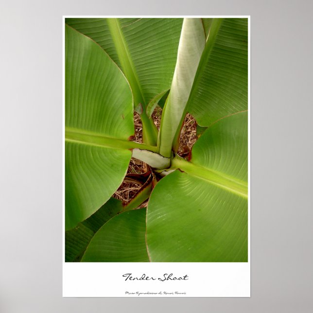 Póster Tiros de Tensão (Frente)