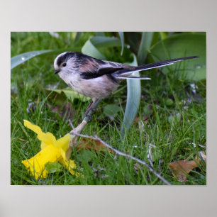 Poster Tit De Altura Longa