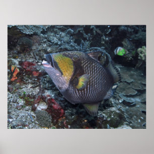 Poster Titan Triggerfish