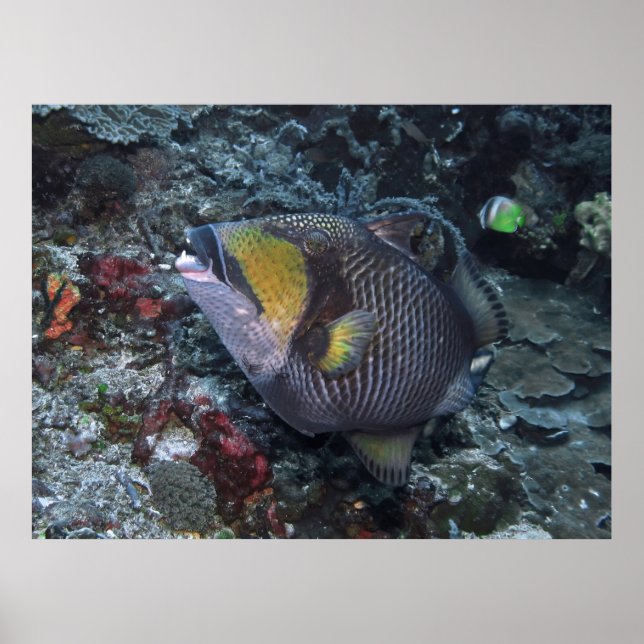 Poster Titan Triggerfish (Frente)