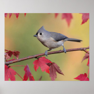 Poster Titmice adornados