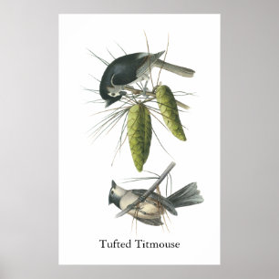 Póster Titmouse adornado, John Audubon