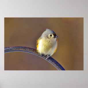 Poster Titmouse tufado